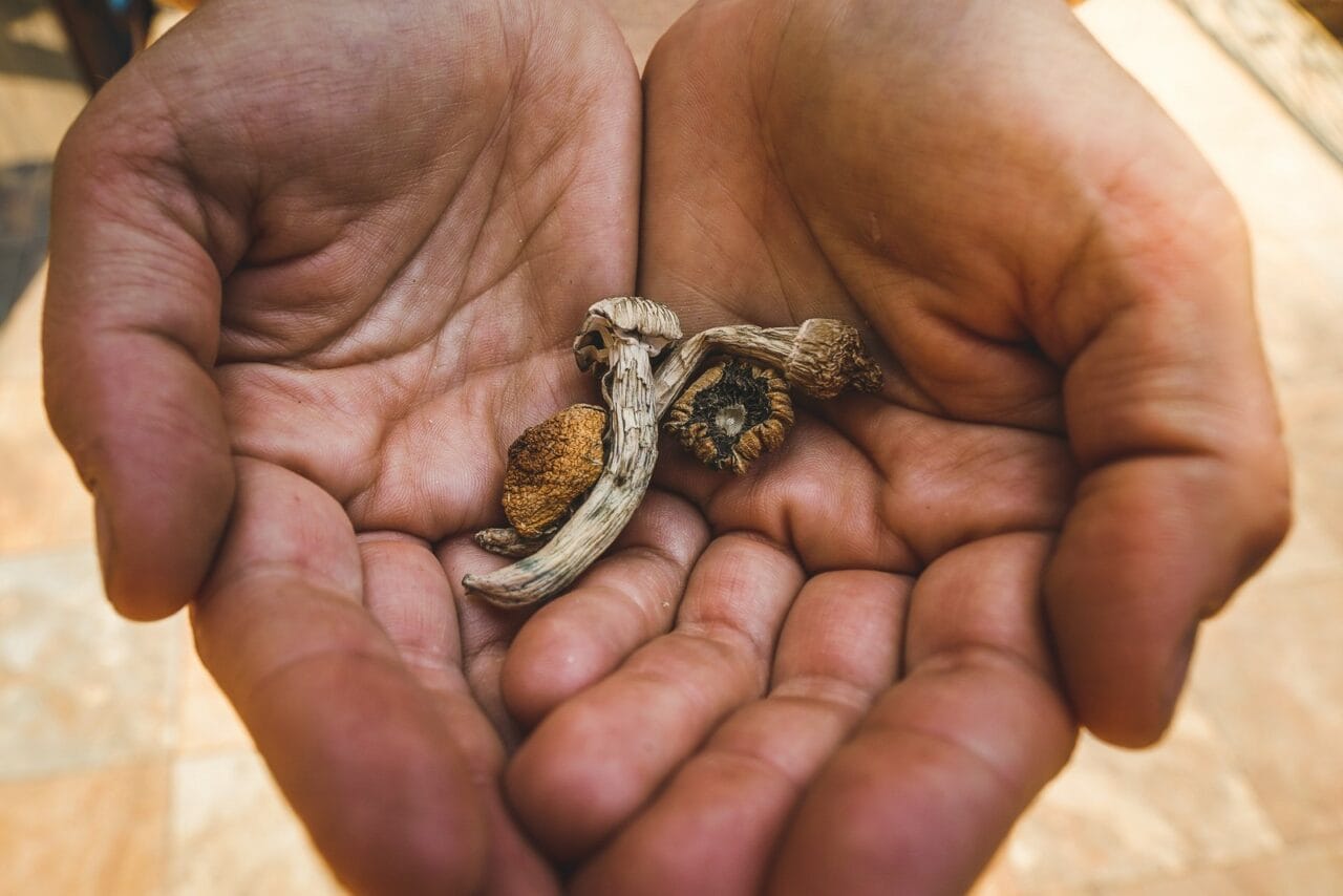 How does the experience of dried mushrooms stack up against other psychedelic substances?