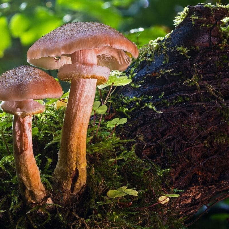 magic mushroom delivery | Shrooms Canada