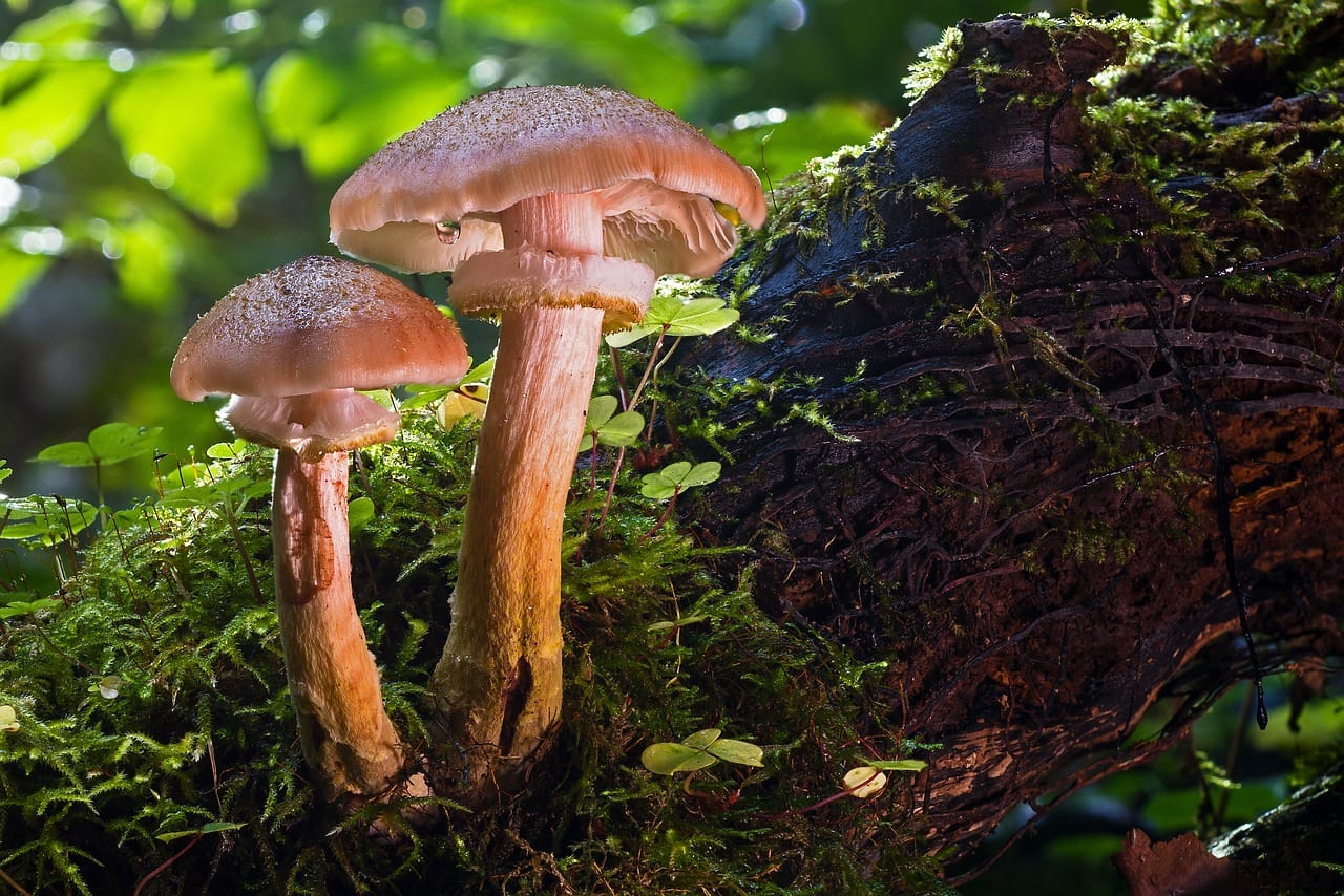 Magic Mushrooms and Psychedelia: Did They Catalyze Our Evolution as a Species?
