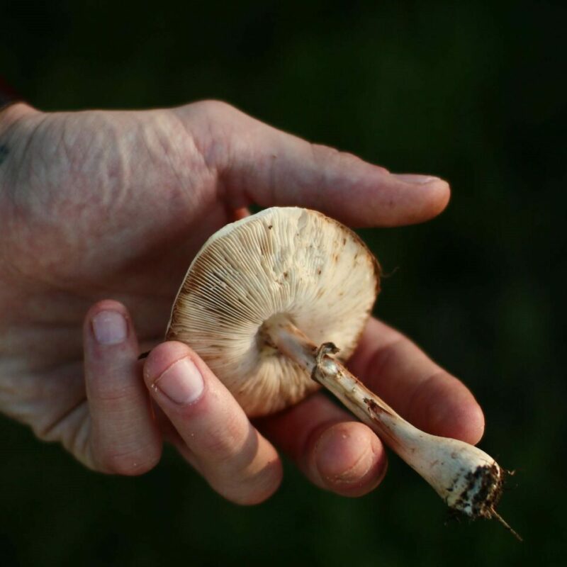 Shrooms | Shrooms Canada