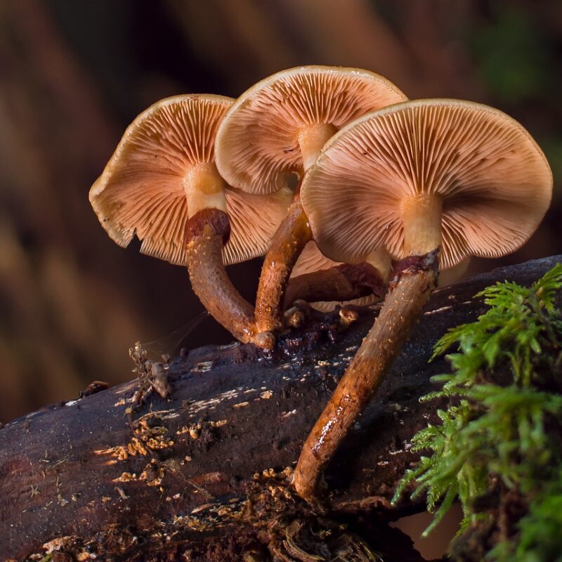 alacabenzi strain | Shrooms Canada