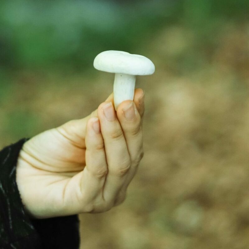 shrooms online in Canada | Shrooms Canada