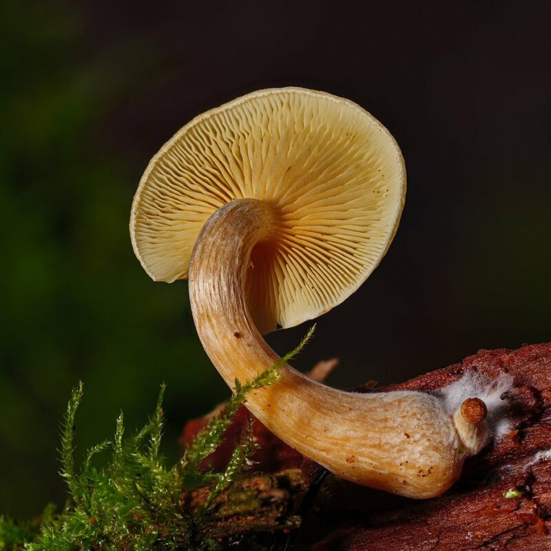 Alacabenzi Strain | Shrooms Canada
