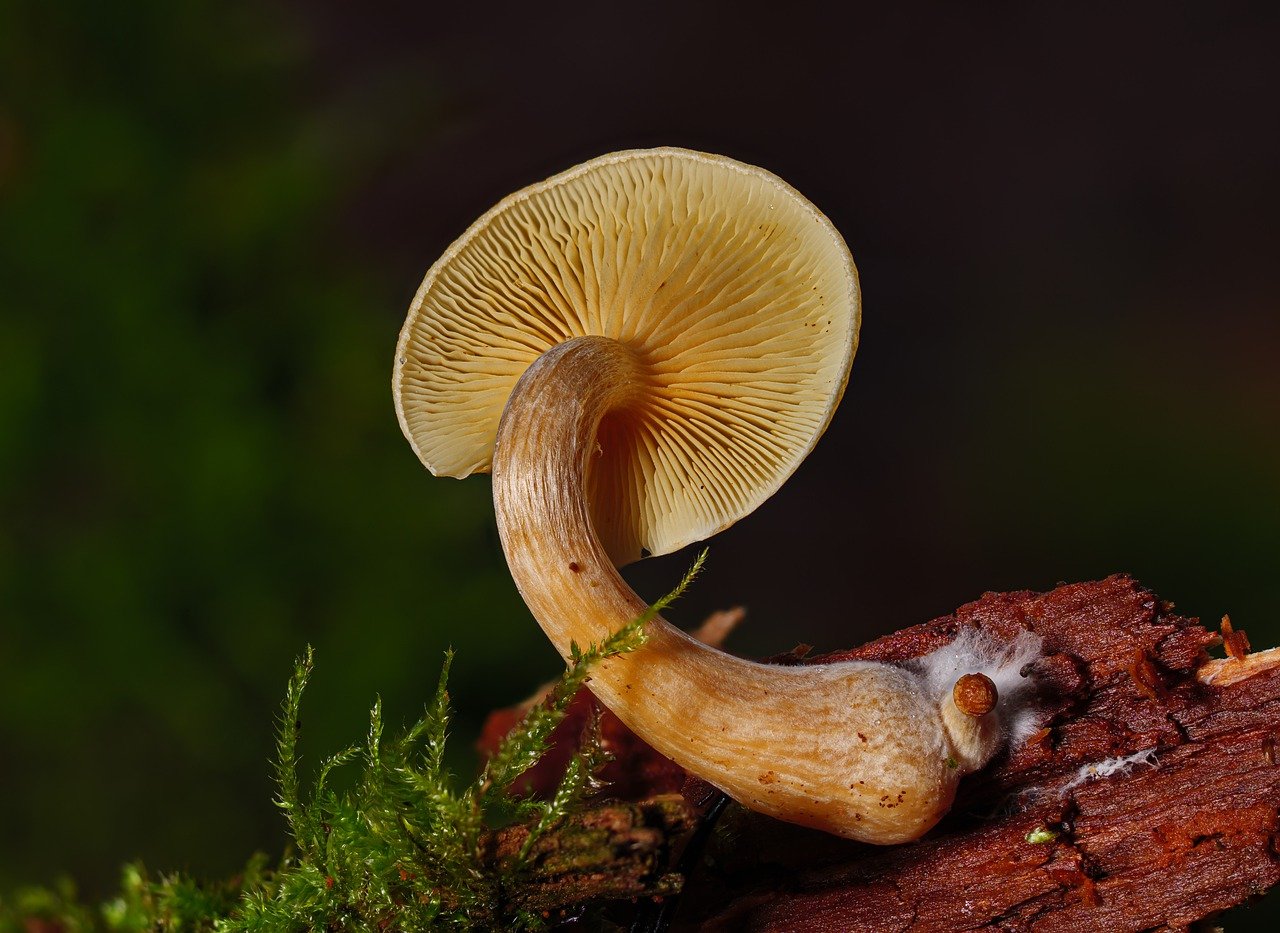 An Introductory Guide to the Alacabenzi Strain – Essential Knowledge for Users Prior to the Initial Dosage