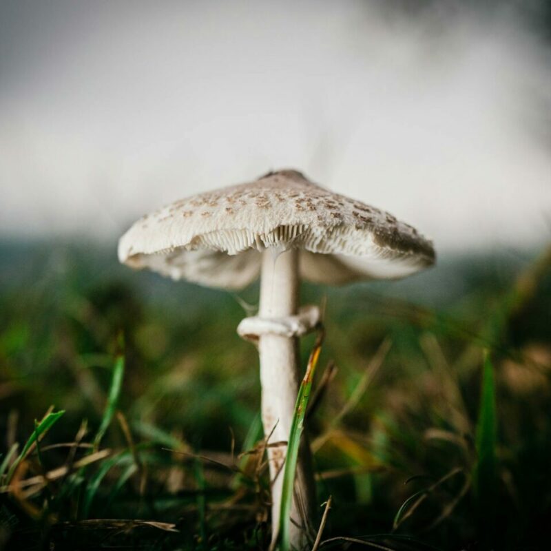 White Monster | Shrooms Canada