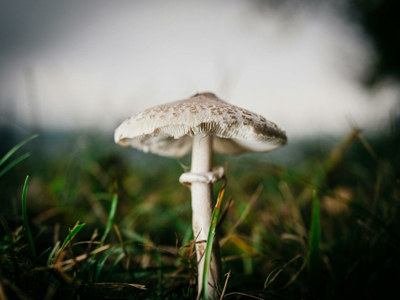 What Foods Can You Pair with White Monster Magic Mushrooms to Improve Your Experience?