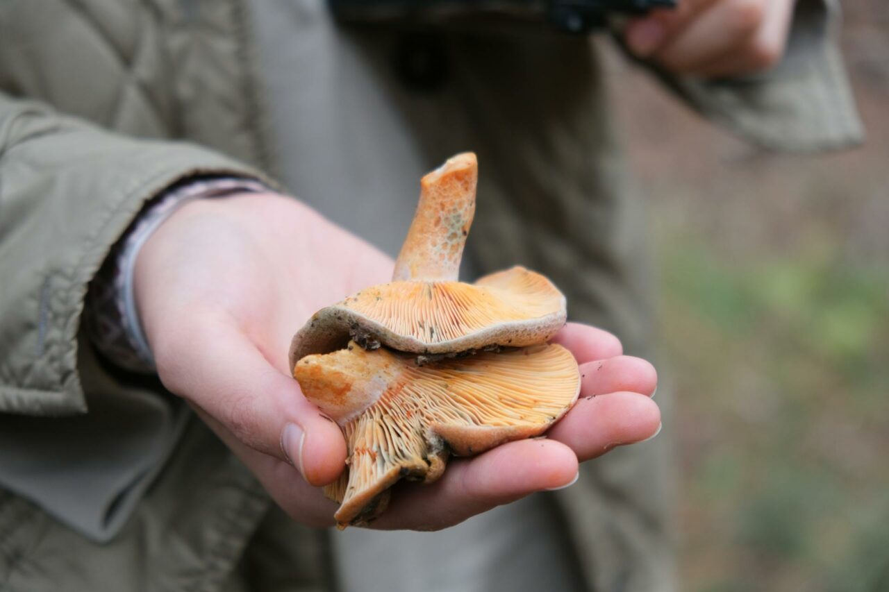 The Reasons Apex Strain Mushroom Will Forever Be Part of My Self-Care Regimen