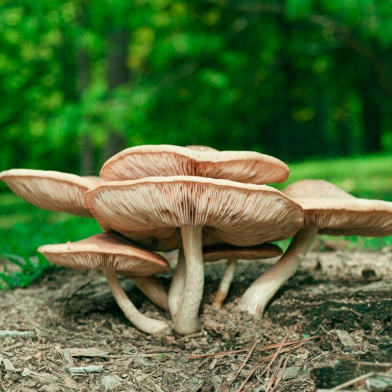 Big Daddy Mushroom | Shrooms Canada