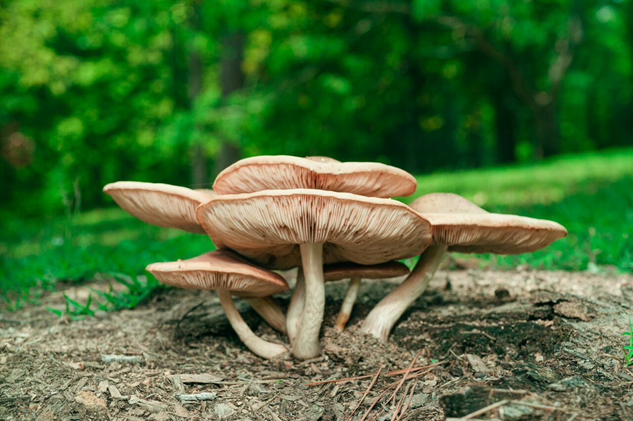 I sampled the Big Daddy Mushroom during a hiking trip—It was an exceptional experience that I would recommend, scoring it a perfect 10/10.