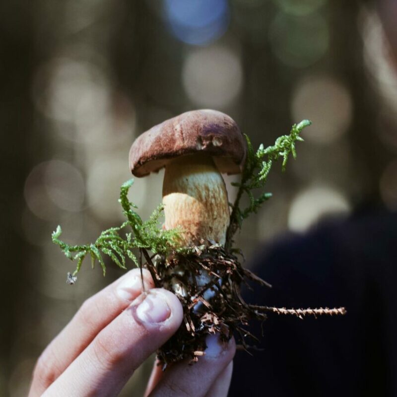 Buy Shrooms | Shrooms Canada
