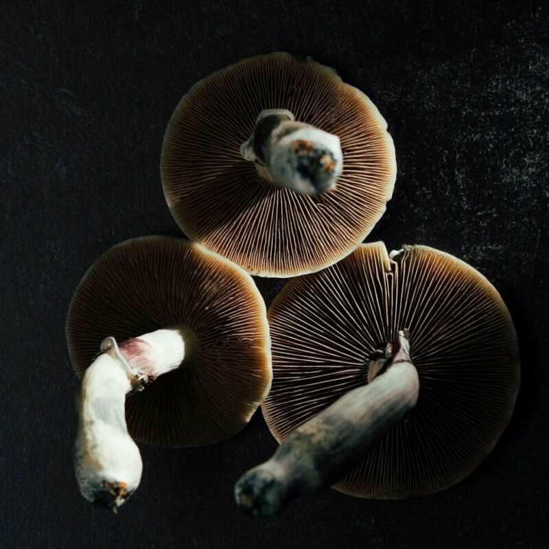Magic Mushroom Canada | Shrooms Canada
