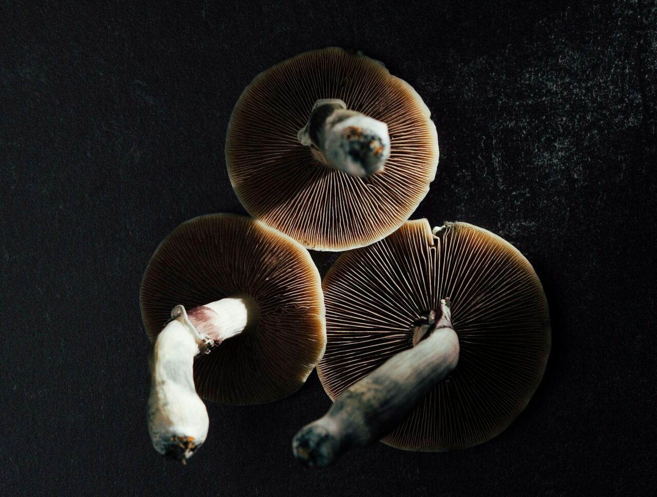 Canadian Magic Mushroom Specialists – A Detailed Explanation on Why Natural Psilocybin Has a Stronger Impact than Its Laboratory-Produced Counterpart
