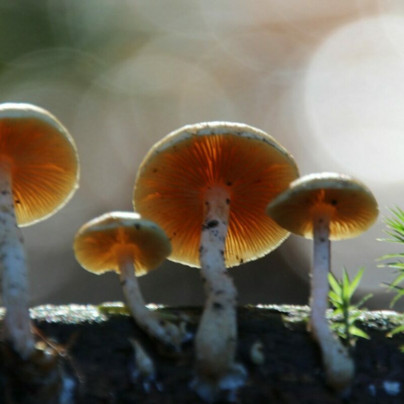 Magic Mushroom Delivery | Shrooms Canada