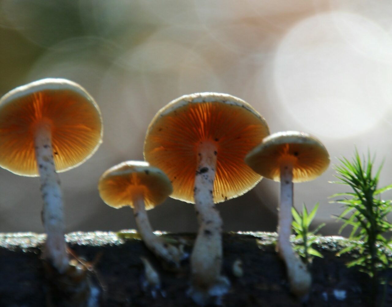 How the Delivery of Magic Mushrooms Revolutionized My Psychedelic Experience (Positively)