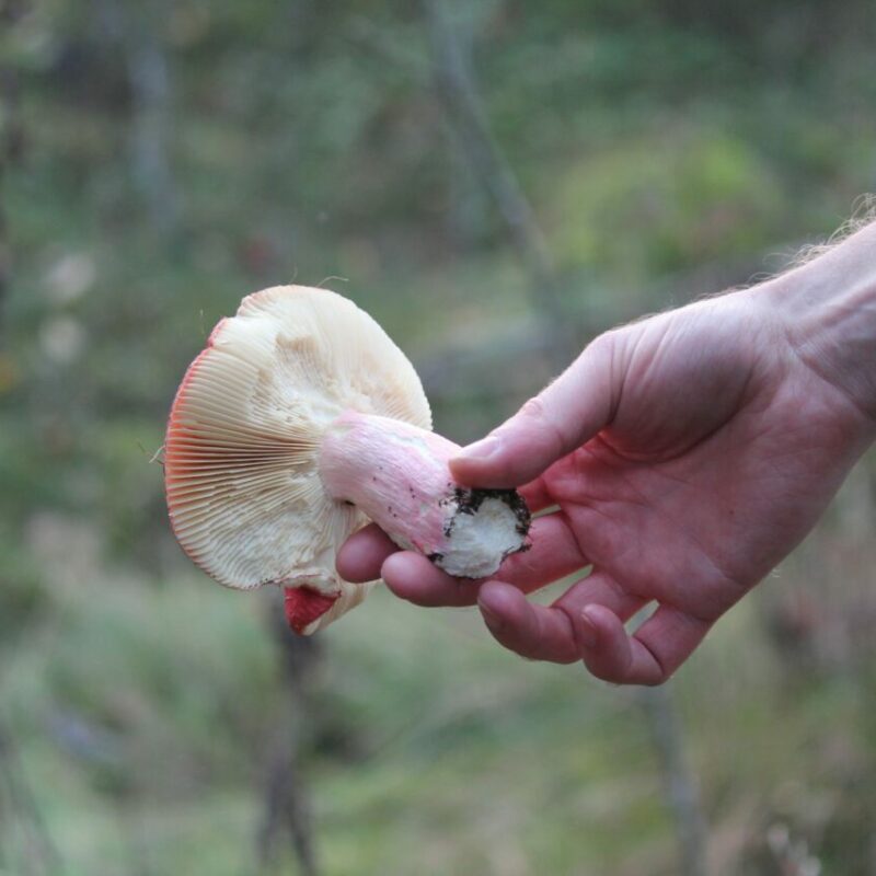 Magic Mushroom Delivery | Shrooms Canada
