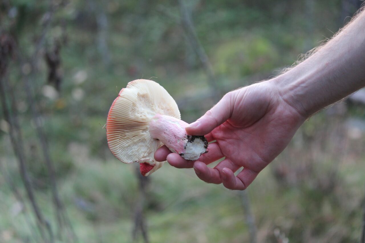 Magic Mushroom Delivery Contributes to the Recovery of Paralyzed Mountain Athletes