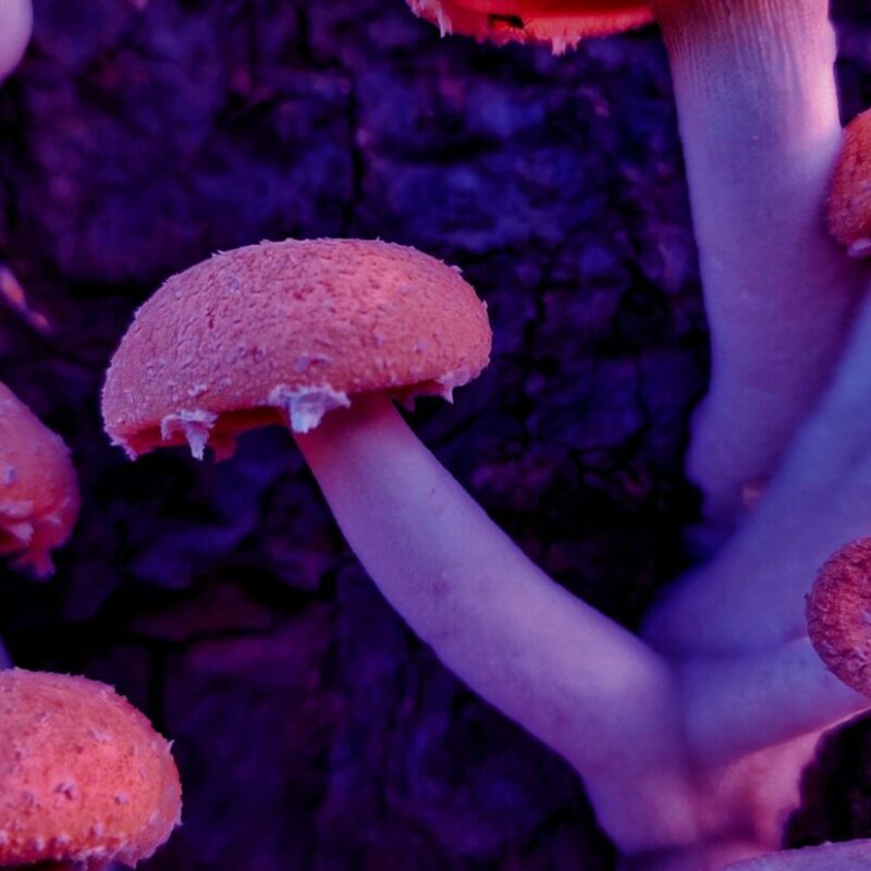 Mushroom Dispensary | Shrooms Canada