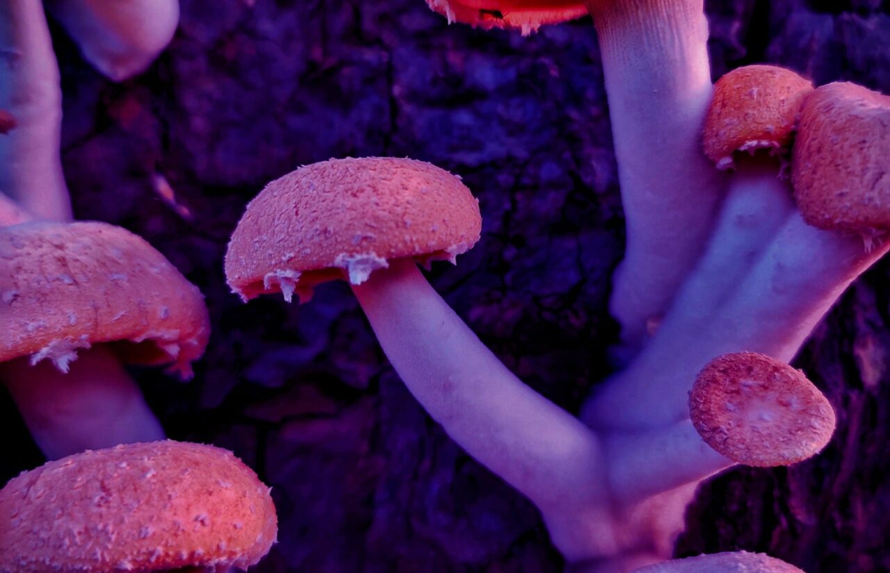 How Psilocybin, Obtained from Mushroom Dispensaries, Might Help in Reconstructing Minds Burdened with HIV-Related Guilt