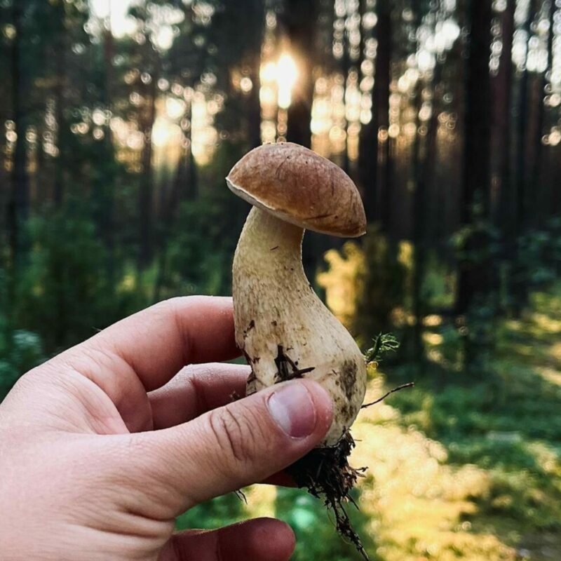 Shrooms Delivery Canada | Shrooms Canada