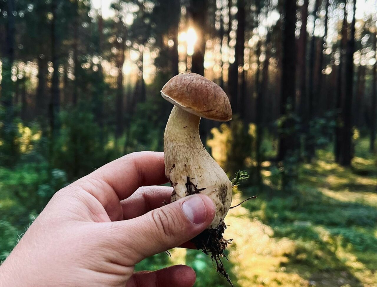 Discover if Psilocybin Surpasses Escitalopram/Esketamine in Quality with ShroomsDeliveryCanada