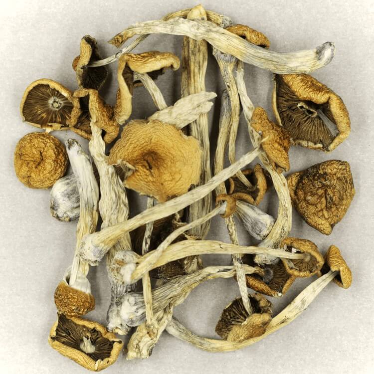 | Shrooms Canada