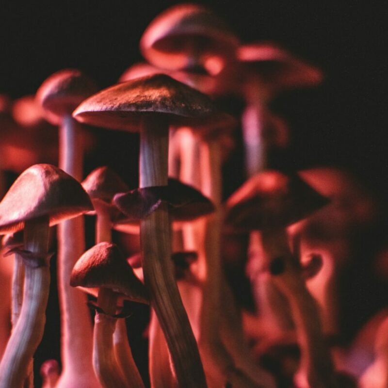  | Shrooms Canada
