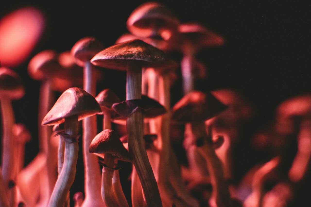 Securing Psychedelics Online Without Falling for Scams
